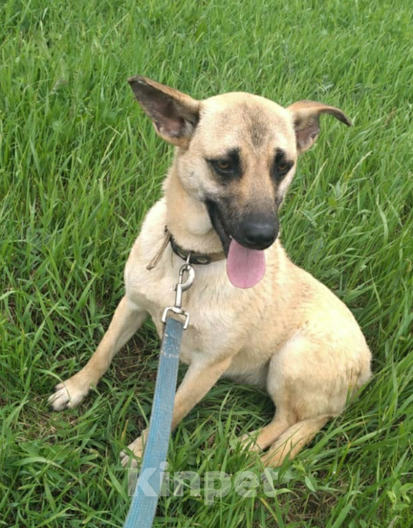 Собаки в Тамбове: Прима Девочка, Бесплатно - фото 2