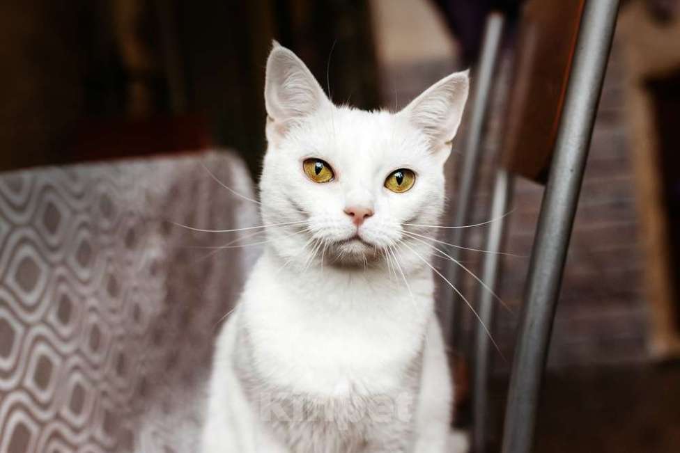 Кошки в Москве: Белая кошечка Коша ищет дом Девочка, 1 руб. - фото 4