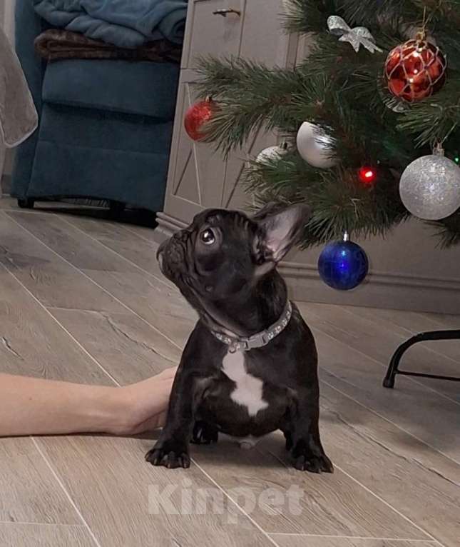 Собаки в Щелково: Мальчик-красавчик Мальчик, Бесплатно - фото 5