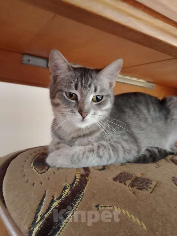 Кошки в других городах Краснодарского края: Котята в добрые руки Разнополые, Бесплатно - фото 1