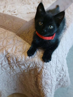 Черные котята, приносящие Удачу!