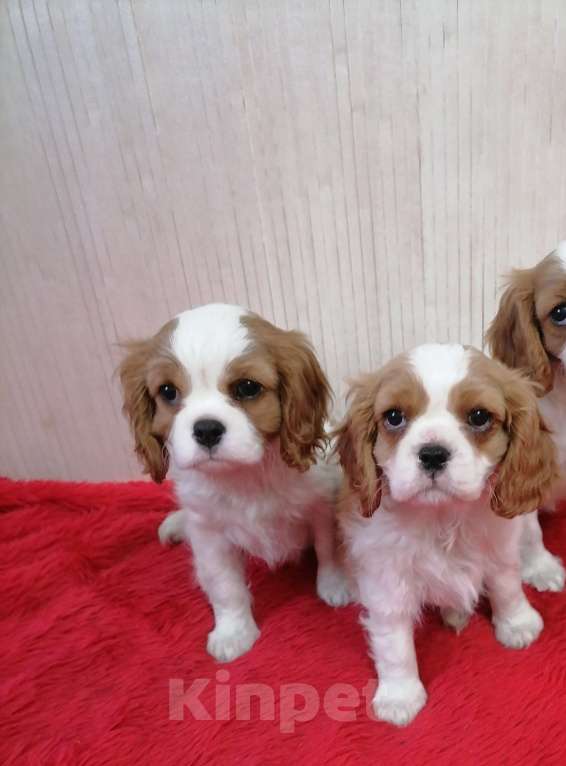 Собаки в Москве: Кавалер Кинг Чарльз спаниель Мини 2,5 мес.  Мальчик, 90 000 руб. - фото 2