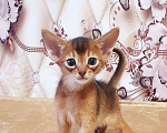 Кошки в Химках: Клубные Абессинские малыши  Мальчик, 50 000 руб. - фото 2