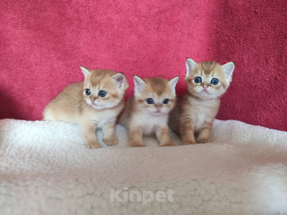 Кошки в Казани: Золотые котики страйтики Мальчик, 30 000 руб. - фото 2