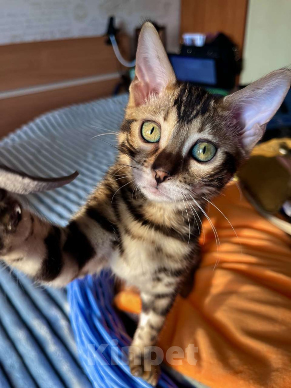 Кошки в Самаре: Бенгальская девочка Veritay Bayleys Девочка, 60 000 руб. - фото 7