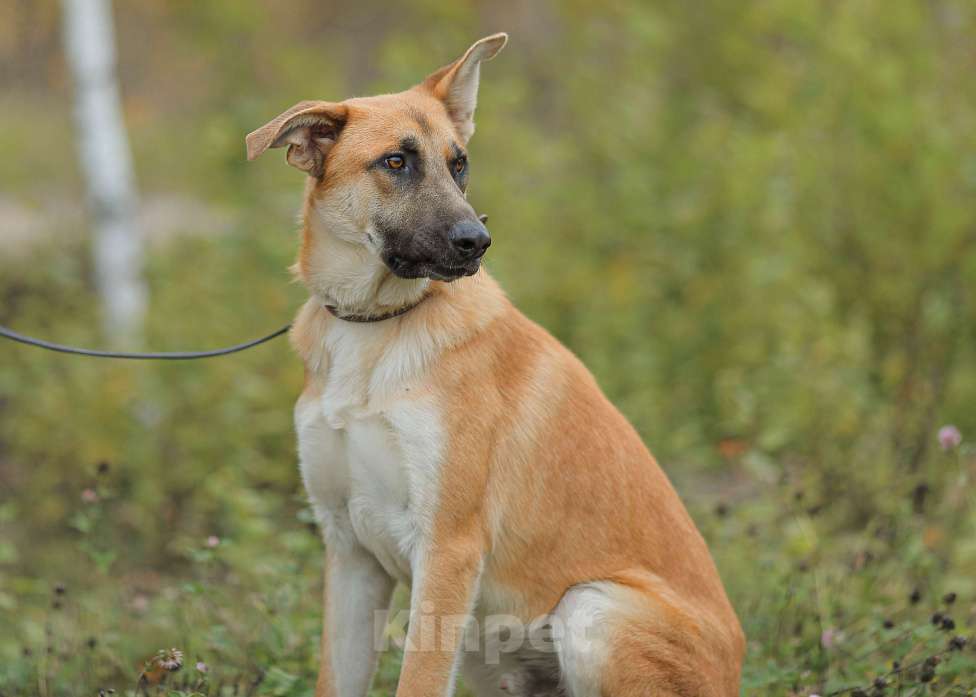 Собаки в Москве: Честер. Статный красавец пес Мальчик, Бесплатно - фото 5