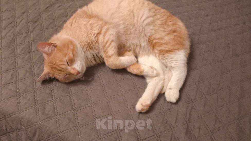 Кошки в Пушкино: Сахарок ищет дом! Мальчик, Бесплатно - фото 7