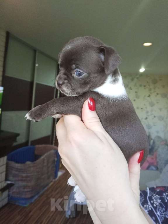 Собаки в Волгограде: Девочка горький шоколад  Девочка, 35 000 руб. - фото 3