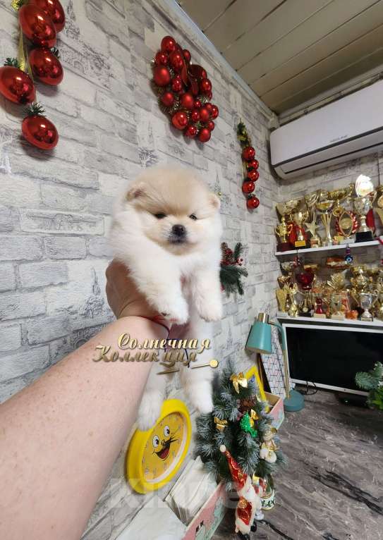 Собаки в Москве: Шпиц померанский девочка  мишка РКФ Девочка, Бесплатно - фото 2