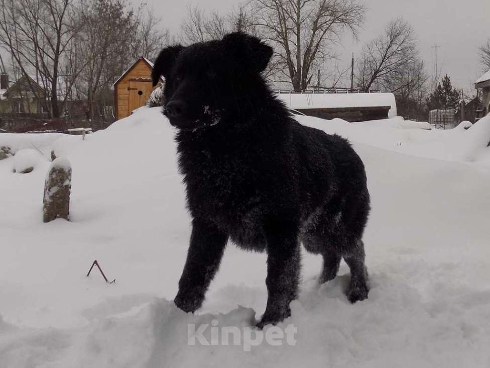 Собаки в Москве: Черные щенки немецкой овчарки, мальчики Мальчик, 20 000 руб. - фото 6