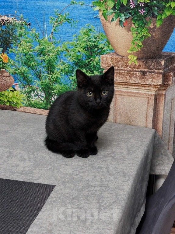 Кошки в Москве: Котенок девочка ищет дом Девочка, Бесплатно - фото 7