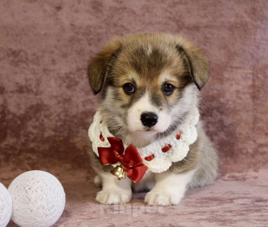 Собаки в Москве: Щенки вели корги пемброк  Мальчик, 50 000 руб. - фото 1