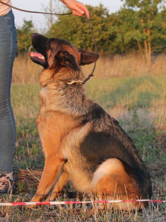 Собаки в Краснодаре: Немецкая овчарка Девочка, 75 000 руб. - фото 5