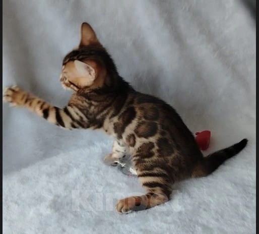 Кошки в Москве: Мальчик браун Мальчик, 50 000 руб. - фото 2