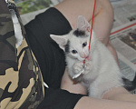 Кошки в Москве: Белый котик с двумя пятнами на головке Мальчик, Бесплатно - фото 3