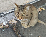 Кошки в Москве: Найден кот. Мальчик, Бесплатно - фото 3