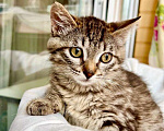 Кошки в Москве: Котенок Тутси - полосатая девочка в добрые руки Девочка, Бесплатно - фото 1