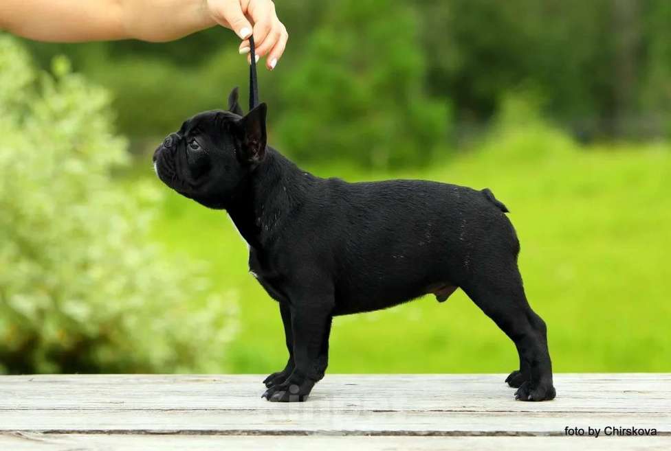 Собаки в других городах Московской области: Мальчик французского бульдога Мальчик, 80 000 руб. - фото 4