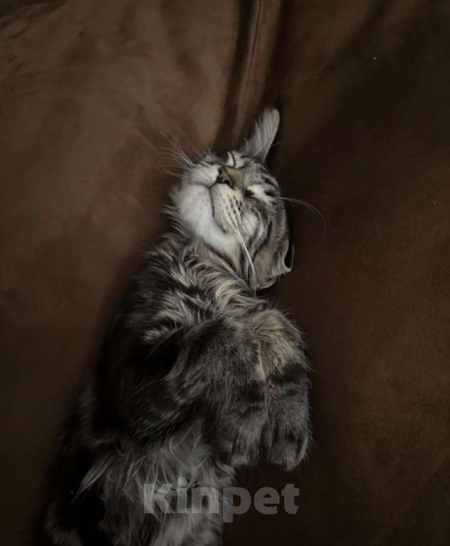 Кошки в Москве: Марсель ищет новый дом! Мальчик, 60 000 руб. - фото 2