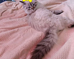 Кошки в Краснодаре: Котята Невская Маскарадная Color Point Blue Point Колор Поинт Пушистые Девочка, 37 000 руб. - фото 8