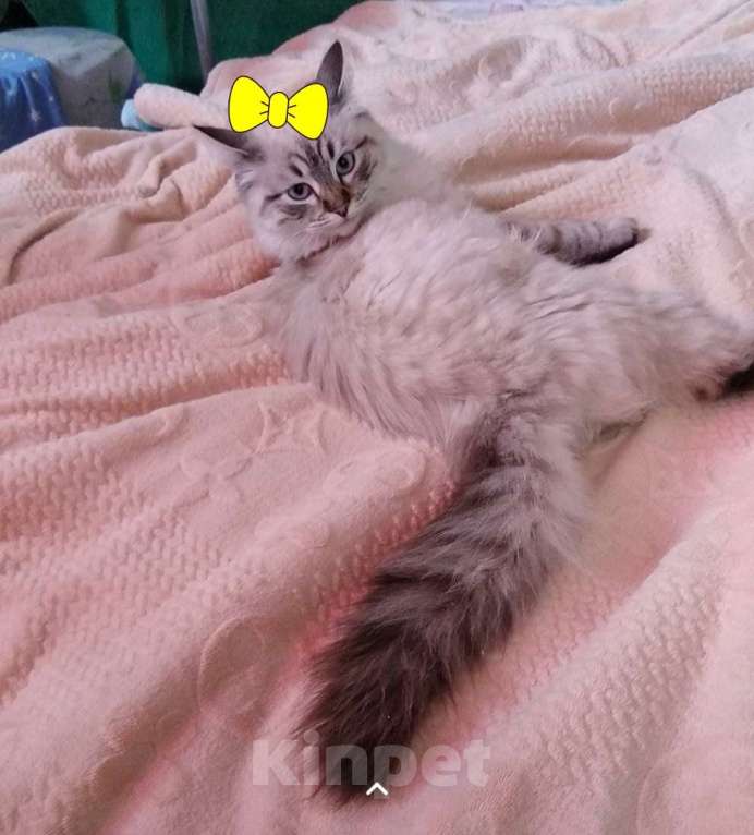 Кошки в Краснодаре: Котята Невская Маскарадная Color Point Blue Point Колор Поинт Пушистые Девочка, 37 000 руб. - фото 8