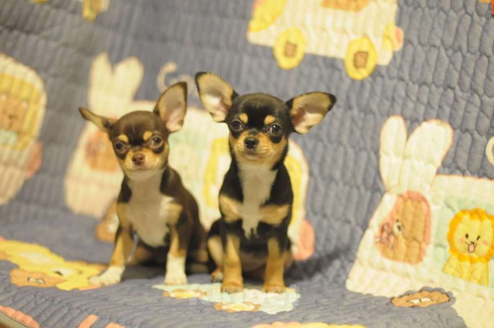Собаки в Чите: чихуахуа щенки Девочка, Бесплатно - фото 2
