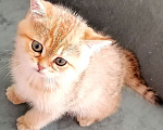 Кошки в Одинцово: Британский котенок мальчик Мальчик, 10 000 руб. - фото 2