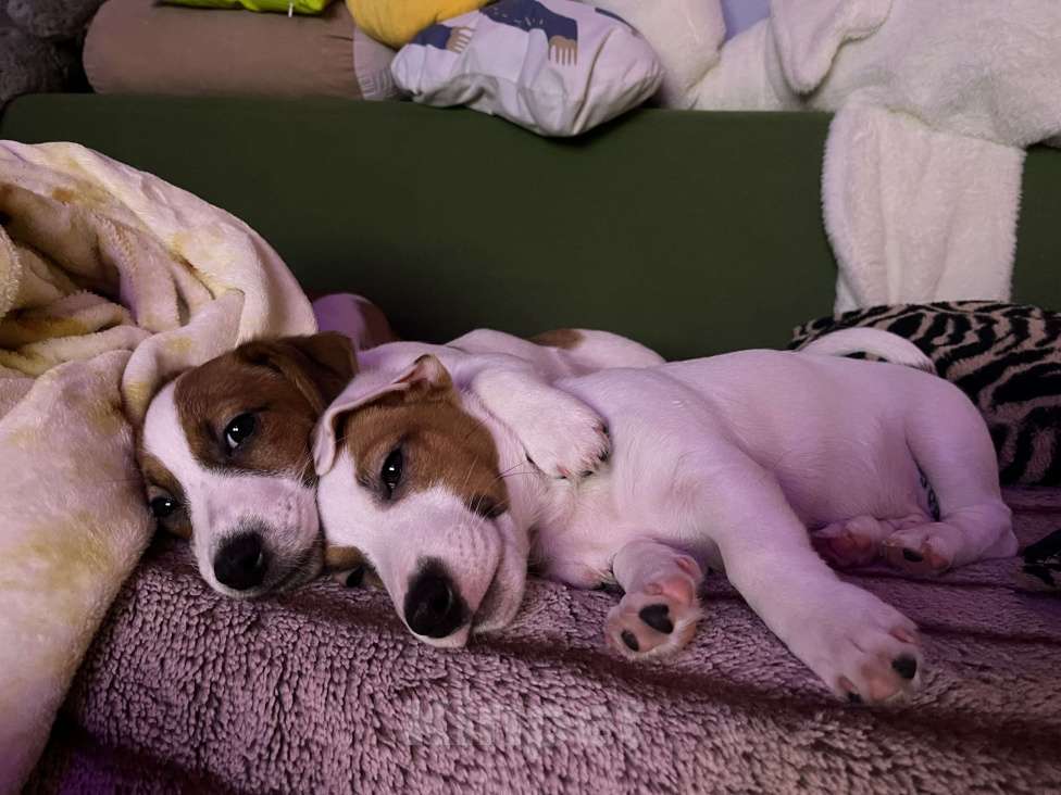 Собаки в Ярославле: Щенки Джек Рассел терьера Мальчик, Бесплатно - фото 3