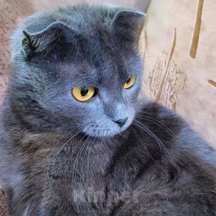 Кошки в Москве: Кошечка Патриция в добрые руки Девочка, Бесплатно - фото 3