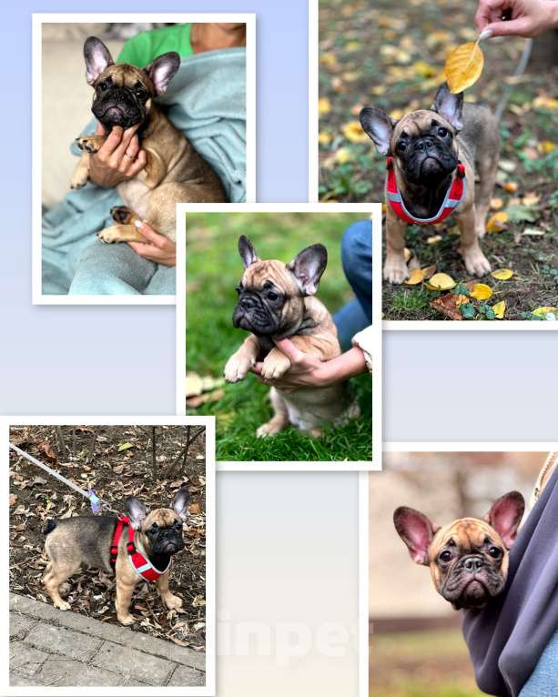 Собаки в Москве: Щенки французского бульдога Девочка, 50 руб. - фото 1