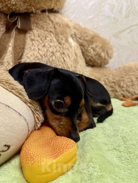 Собаки в Москве: Щенок пражский крысарик Девочка, Бесплатно - фото 5