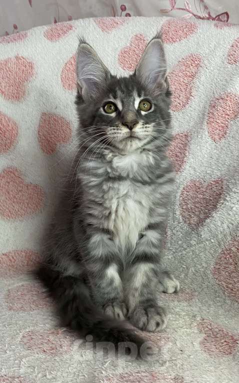 Кошки в Дмитрове: Голубая мраморная девочка мейн кун Zamira Девочка, 20 000 руб. - фото 3