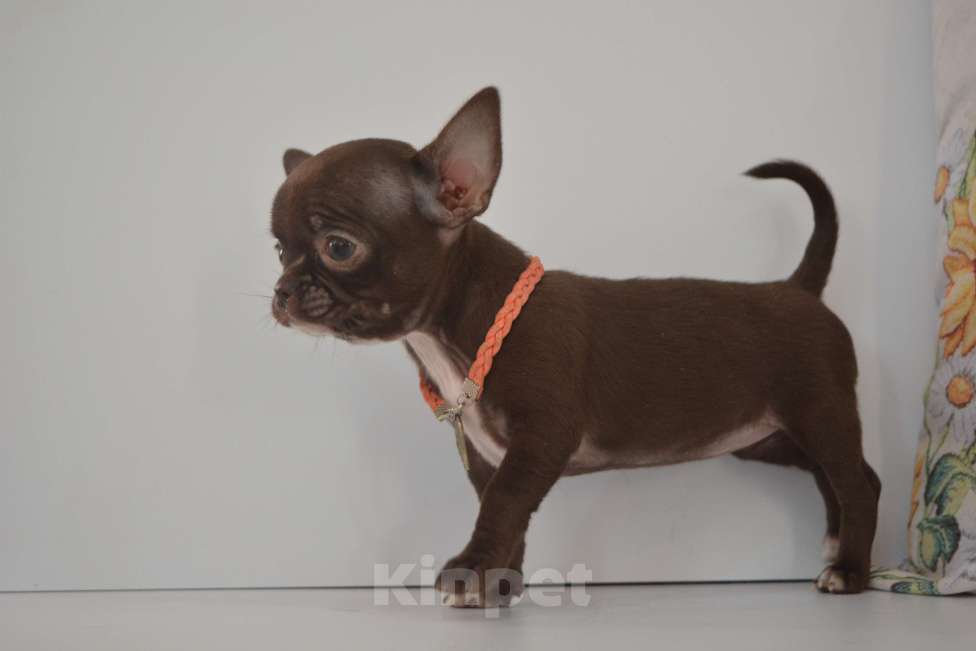 Собаки в Екатеринбурге: щенки чихуахуа Разнополые, 25 000 руб. - фото 4