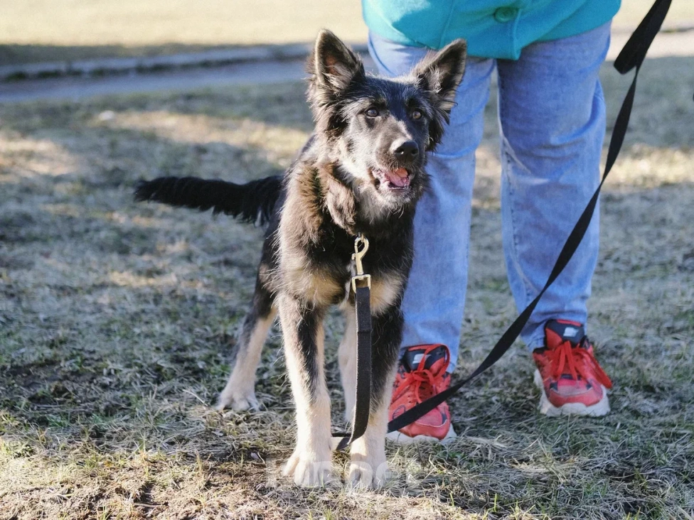 Собаки в Москве: Щенок в добрые руки (помесь с овчаркой) Девочка, Бесплатно - фото 8