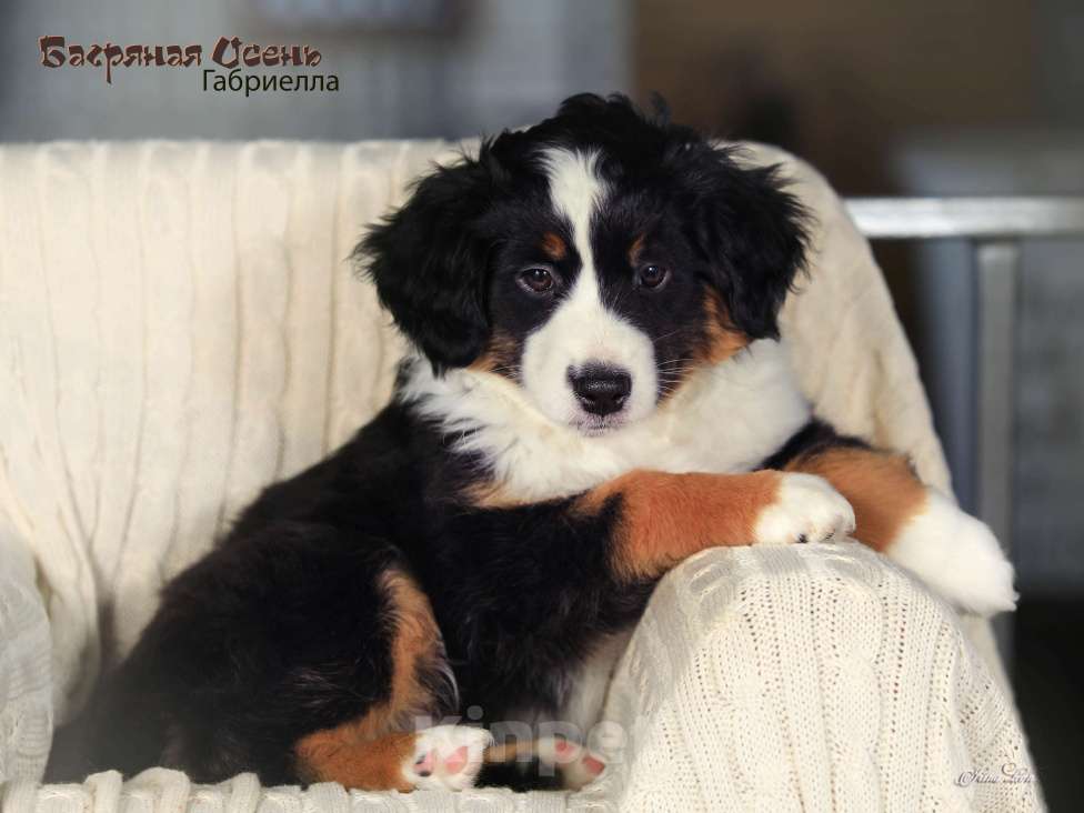 Собаки в других городах Московской области: Продается девочка миниаусси Девочка, 60 000 руб. - фото 4