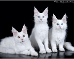 Кошки в Нытве: Мейн кун котята, 25 000 руб. - фото 2