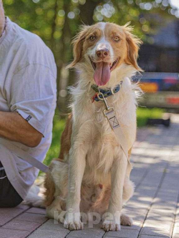 Собаки в Москве: Рыжий бордер-колли Ганс в добрые руки Мальчик, 1 руб. - фото 3