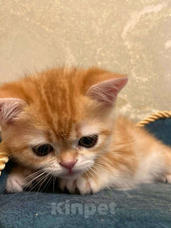 Кошки в Москве: Мраморная шотландская девочка Девочка, 45 000 руб. - фото 2