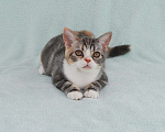 Кошки в Жуковском: Американская короткошерстная кошка Девочка, Бесплатно - фото 1