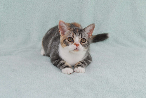 Объявление: Американская короткошерстная кошка, Бесплатно, Жуковский