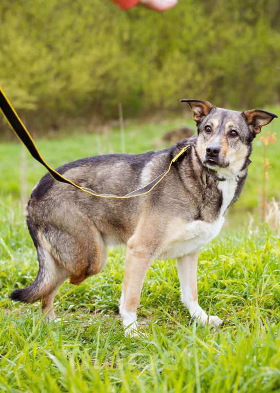 Собаки в Москве: Особенная девочка ищет дом Девочка, Бесплатно - фото 4