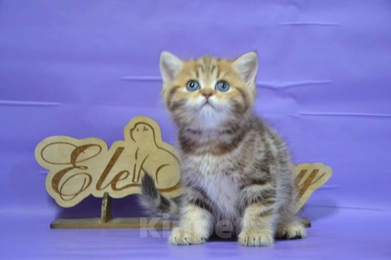 Кошки в Москве: Мальчики страйтики золотые Мальчик, 40 000 руб. - фото 4
