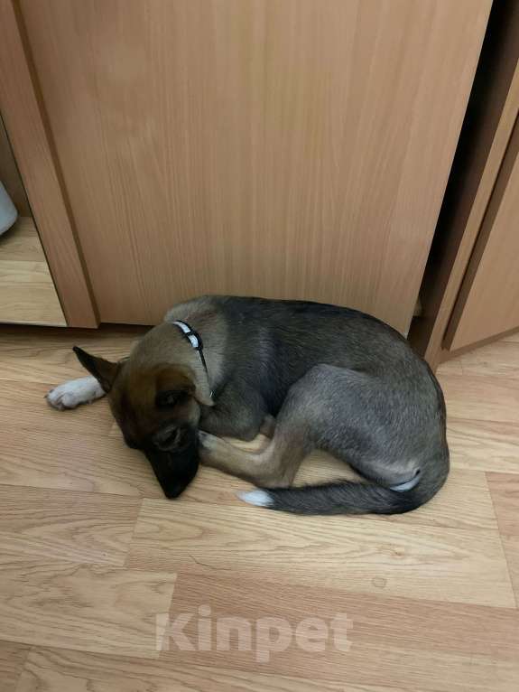 Собаки в Москве: Отдам в добрые руки чудесного щенка метиса овчарки Мальчик, Бесплатно - фото 2