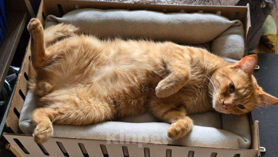 Кошки в Москве: Рыжик со вкусным именем Апероль ищет своего человека Мальчик, Бесплатно - фото 3