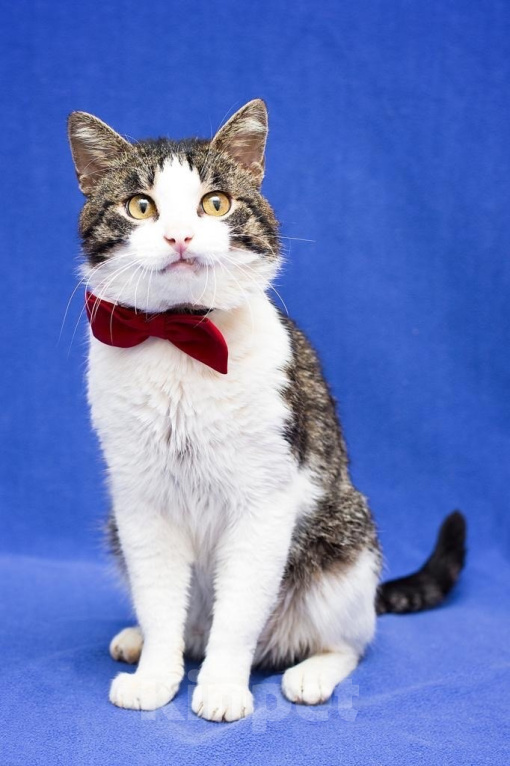 Кошки в Москве: Платоша ищет дом  Мальчик, Бесплатно - фото 2