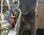 Кошки в Москве: Дымчатый котенок в дар Девочка, Бесплатно - фото 4