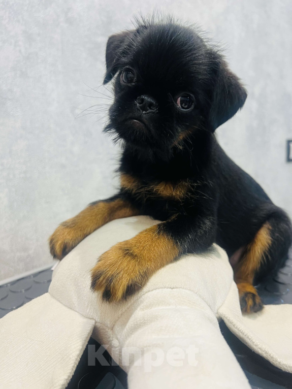Собаки в Перми: Красивый кобель бельгийского гриффона Мальчик, 85 000 руб. - фото 2