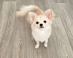 Собаки в Люберцах: Чихуахуа крем Мальчик, 40 000 руб. - фото 2
