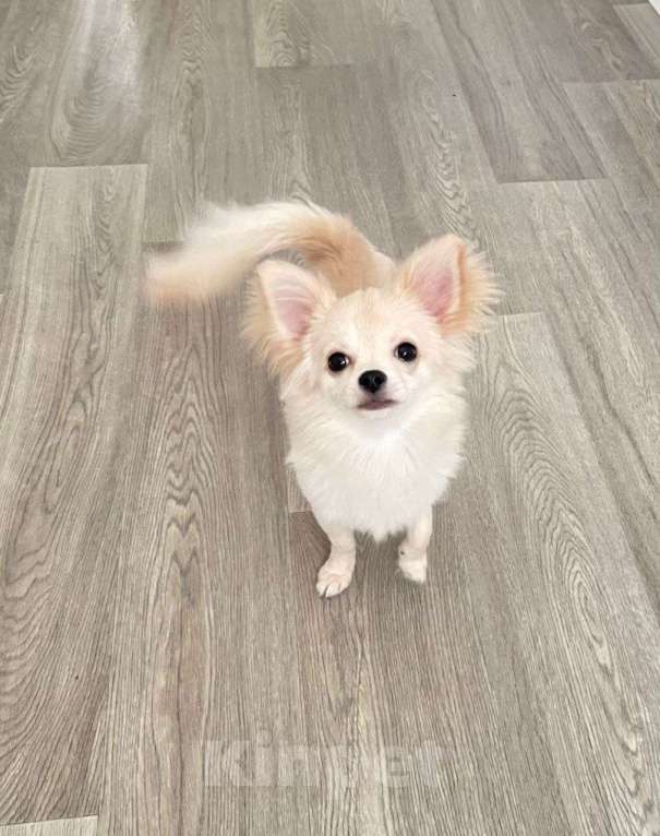 Собаки в Люберцах: Чихуахуа крем Мальчик, 40 000 руб. - фото 2