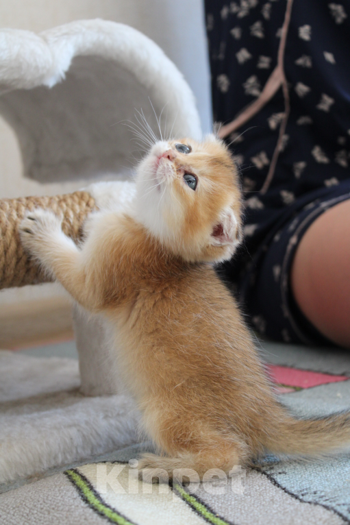 Кошки в Москве:  вислоухая девочка-шотландец Девочка, 22 000 руб. - фото 6